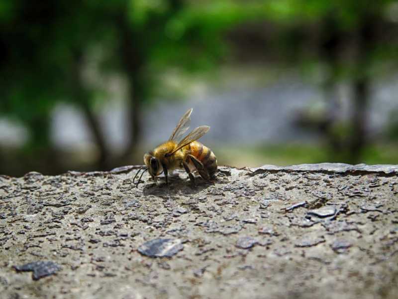 MeoFoto - Arılar Gibiyiz