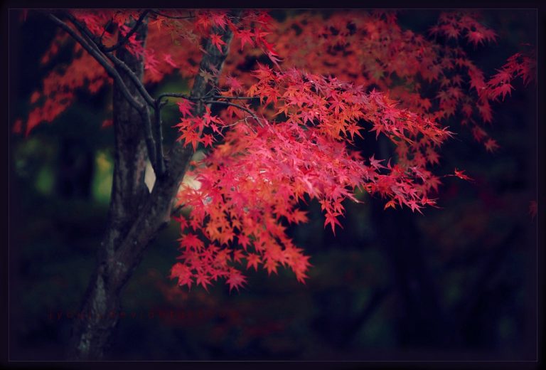 Pic.Source: @Deviantart.com