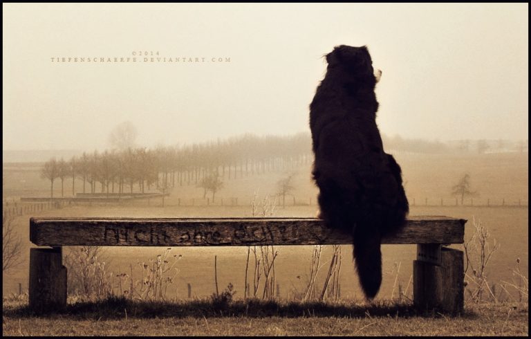 Pic. Source: "Not Without You" by Tiefenschaerfe @Deviantart.com
