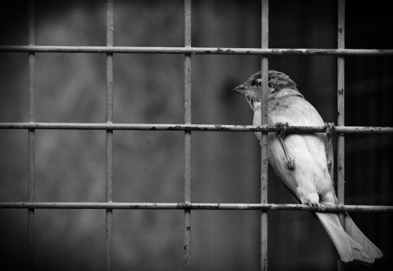 Pic.Source: "Without You Not My Freedom" by hidlight @Deviantart.com