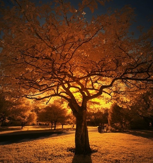 Pic. Source: "Montreal Botanic Garden III" by *Barbroute @Deviantart.com