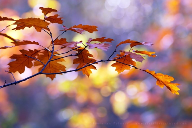 Pic. Source: "United Colors of Autumn" by Thrumyeye @Deviantart.com