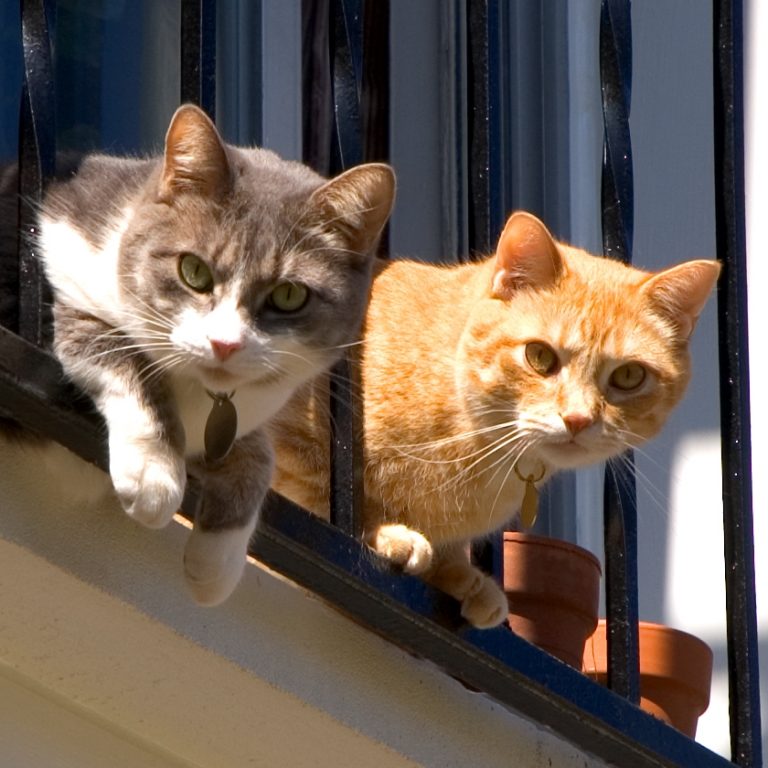Pic. Source: "Cats" by SailFree @Deviantart.com
