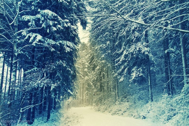 Pic. Source: "Snowy" by AljoschaThielen @Deviantart.com