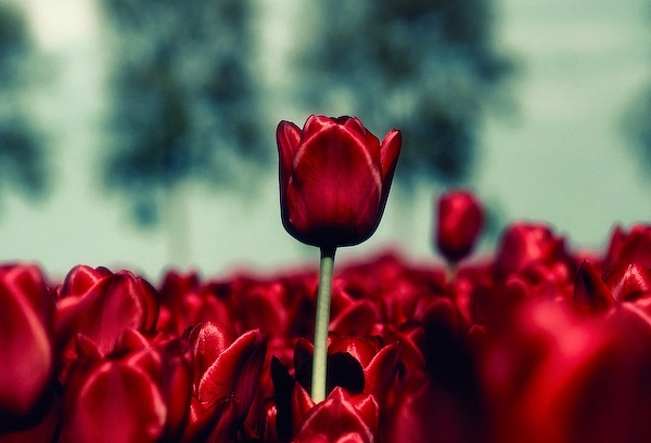 Pic. Source: "Stand Out" by Oer Wout @Deviantart.com
