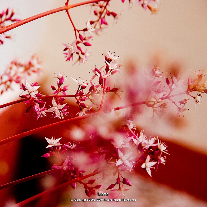 Pic. Source: "Love" by too-much4you @Deviantart.com