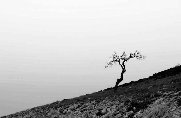 Pic. Source: "The Tree" by Tragerus @Deviantart.com