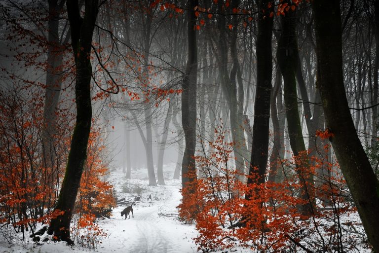 Pic. Source: "Reds" by Nelleke @Deviantart.com