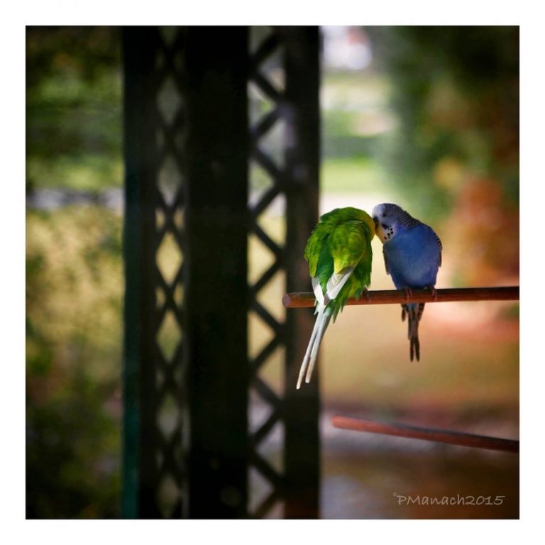 Pic. Source: "L'Amour en Cage" by "Douce Amertume" @Deviantart.com