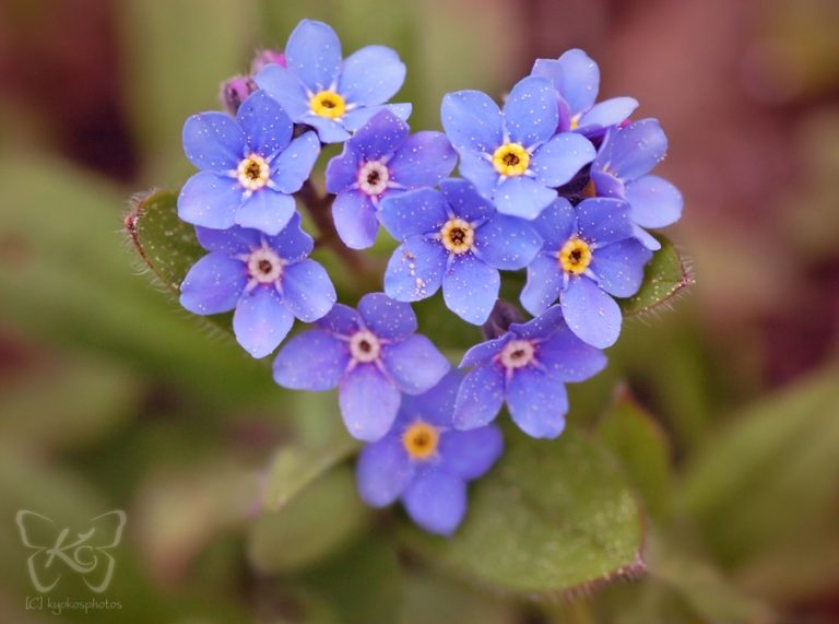 Pic. Source: "Blue Love" by Kyokosphotos @Deviantart.com