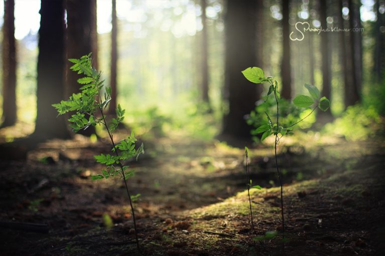 Pic. Source: "Like Warm Sunlight Upon Soil" by MaaykeKlaver @Deviantart.com