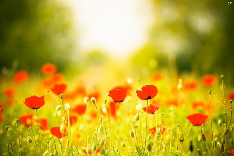 Pic. Source: "Poppies" by Mlockup @Deviantart.com