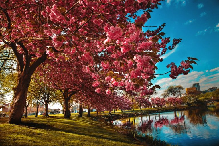 Pic. Source: "Memories of Spring" by MyLifeThroughTheLens @Deviantart.com