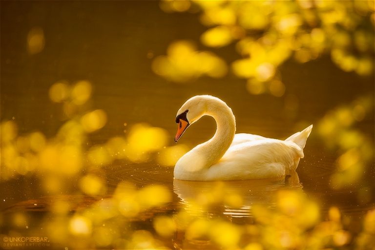 Pic. Source: "Prince Swan" by Unkopierbar @Deviantart.com