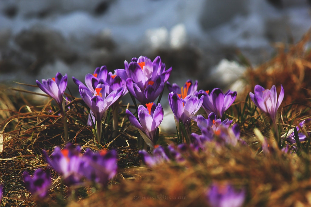 Pic. Source: "Violet fields" by firepaved @Deviantart.com