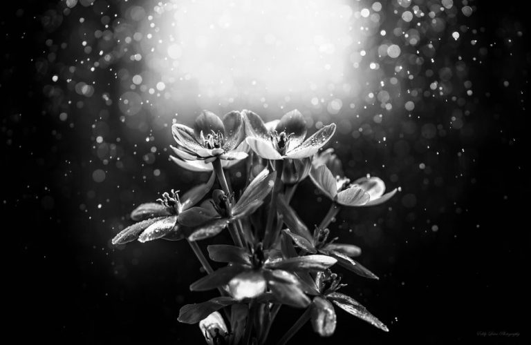 Pic. Source: "Last Flowers" by MyLifeThroughTheLens @Deviantart.com