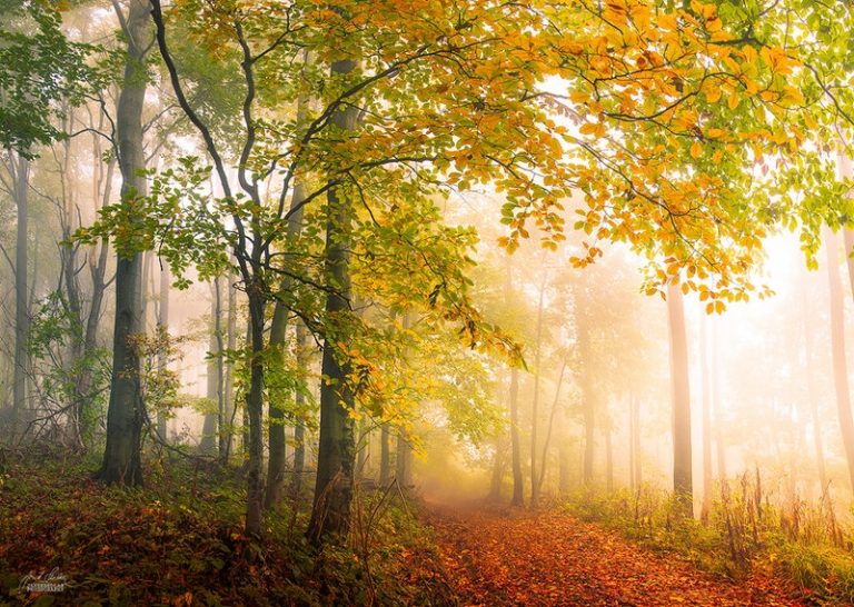 Pic. Source: "Anxious poetry of autumn" by Janek-Sedlar @Deviantart.com