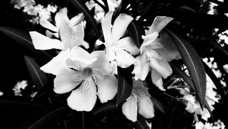 Pic. Source: "Modest Purity" by veeegeee @Deviantart.com