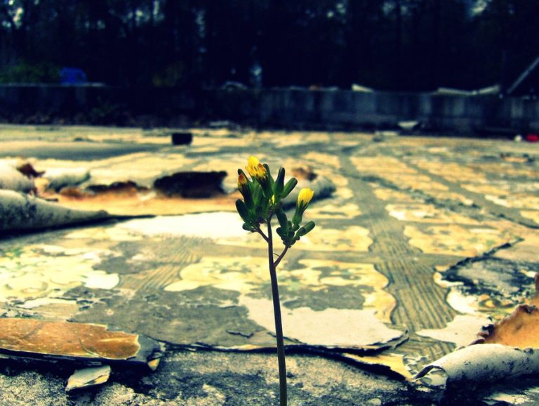 Pic. Source: "Hope" by EmoBluejay @Deviantart.com