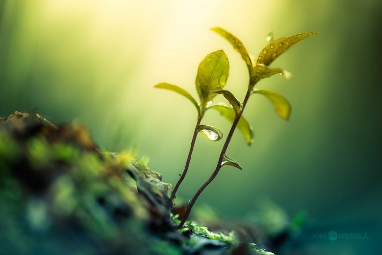 Pic. Source: "Reaching The Light" by Nitrok @Deviantart.com