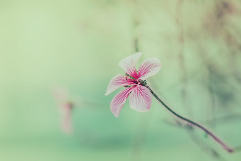 Pic. Source: "geranium maderense" by CliffWFotografie @Deviantart.com