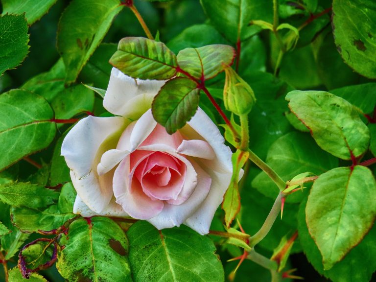 Pic. Source: "White Rose.." by meosenturc @Deviantart.com