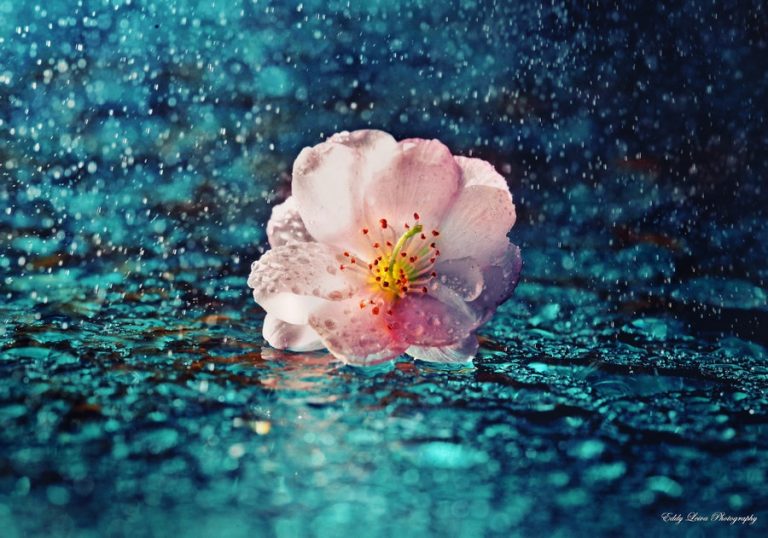 Pic. Source: "Thank You" by MyLifeThroughTheLens @Deviantart.com