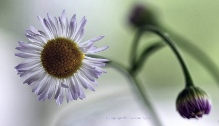 Pic. Source: "For You" Luclaleyla @Deviantart.com
