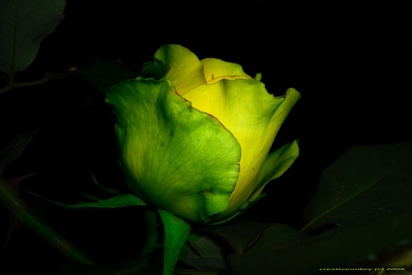 Pic. Source: "Eagerness" by Creativemikey @Deviantart.com