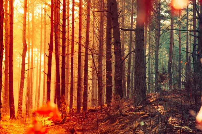 Pic. Source: "forest" by KR-2Y-51-3K @Deviantart.com