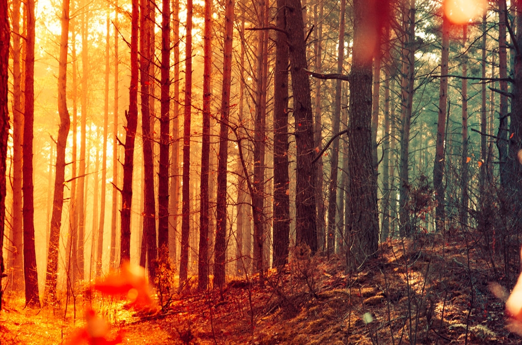 Pic. Source: "forest" by KR-2Y-51-3K @Deviantart.com