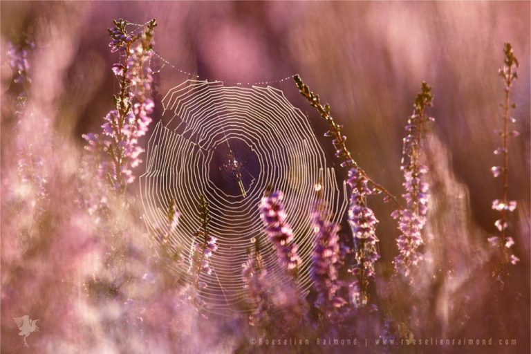 Pic. Source: "Dear Heather" by thrumyeye @Deviantart.com