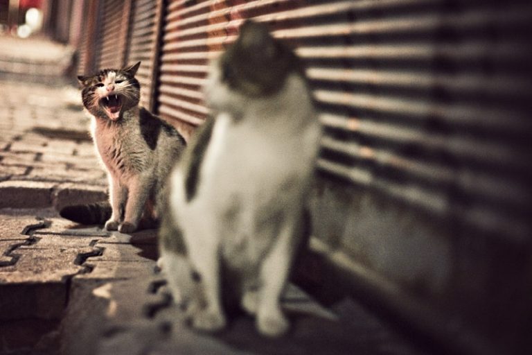 MeoAfo – Sokak Kedisi