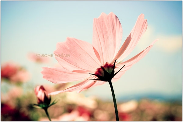 Pic. Source: "Listen to the Sky" by Hantenshi @Deviantart.com