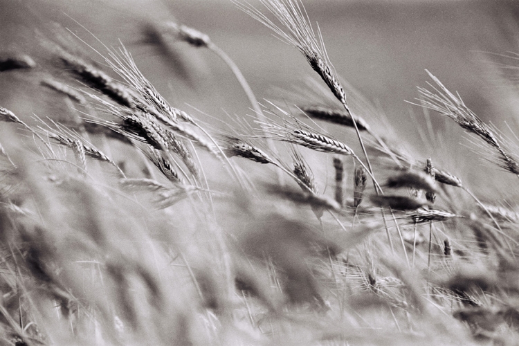 Pic. Source: "Wheat" by Jacac @Deviantart.com