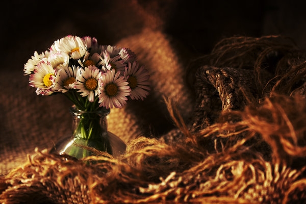 Pic. Source: "Daisies" by Rejmann @Deviantart.com