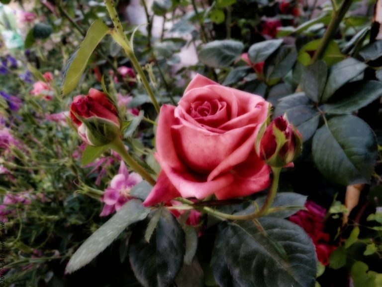 Pic. Source: "fairy tale roses" by meosenturc @deviantart.com