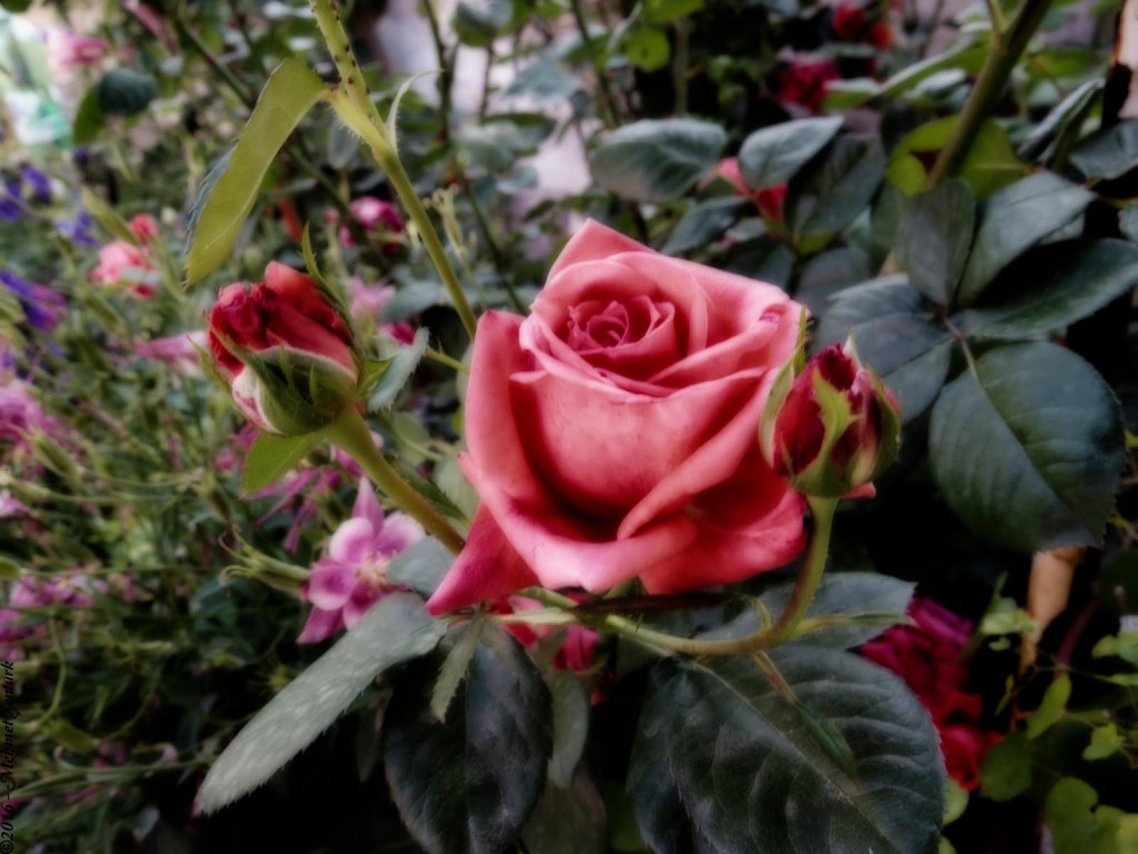 Mehmet Şentürk - Fairy Tale Rose