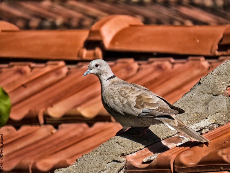 Pic. Source: "Curious Bird-Dove" by meosenturc @deviantart.com