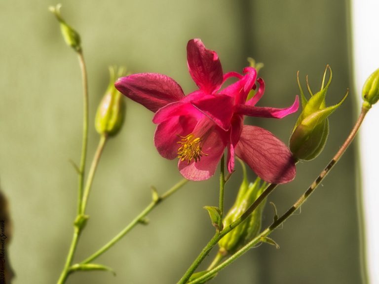 Pic. Source: "flowery elegance" by meosenturc @deviantart.com