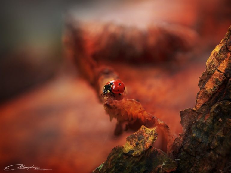 Pic. Source: "Ladybug" by MaaykeKlever @Deviantart.com