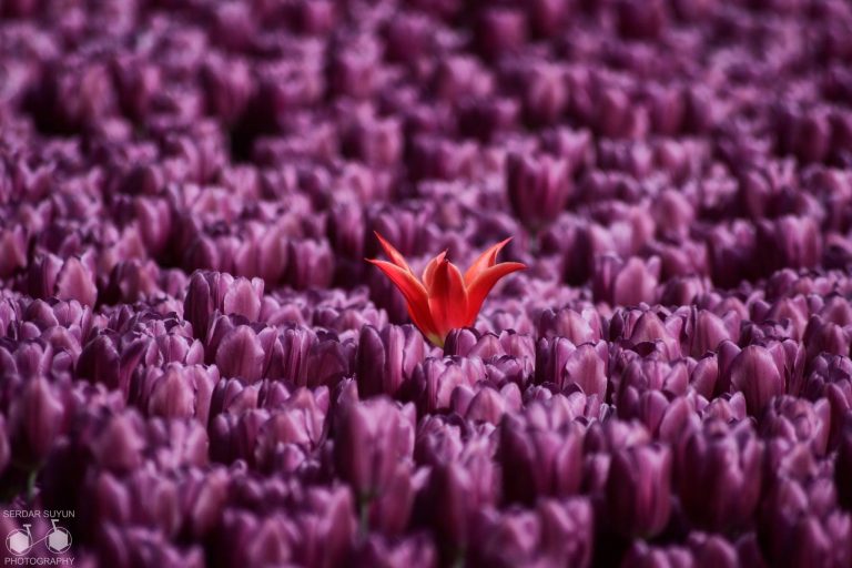 Pic. Source: "Kalabalıklarda Yalnız Kalmayın" by Serdar SÜYÜN Photography @facebook.com