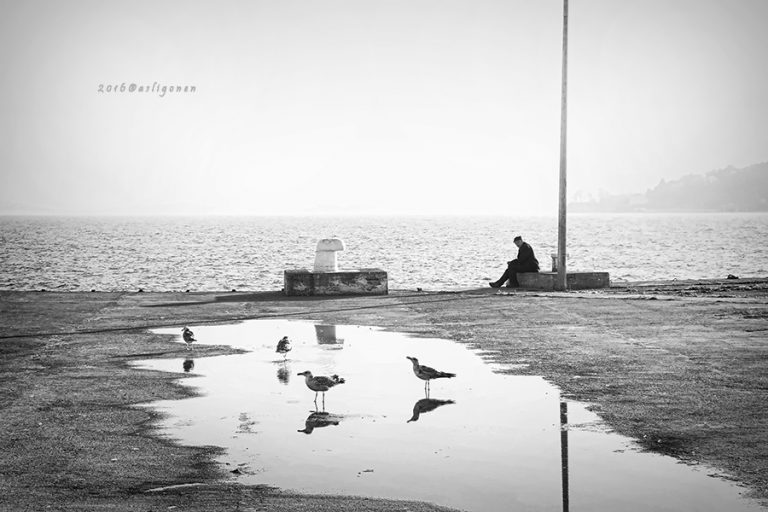 Pic.Source: "Sea Gull" by Pigarot @deviantart.com