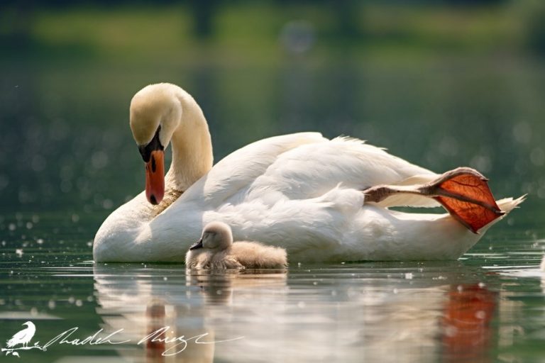 Pic.Source: "Mother and Child Mute Swan" by Corpydragon @deviantart.com
