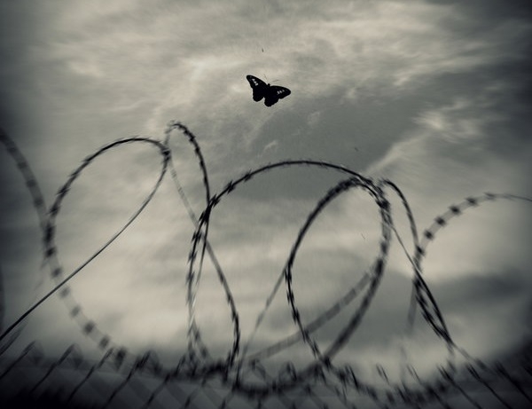 Pic.Source: "Flutter II" by lostknightkg @deviantart.com