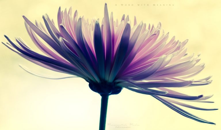 Pic.Source: "A Word With Meaning" by MorningtideMedia @deviantart.com