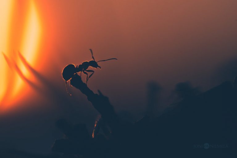Pic.Source: "Ant At Sunset" by JoniNiemela @deviantart.com
