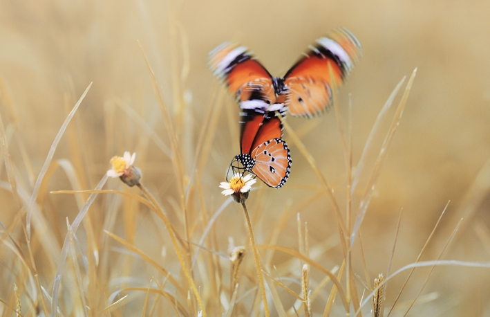 Pic.Source: "Summer" by V-IMAgine-L @deviantart.com