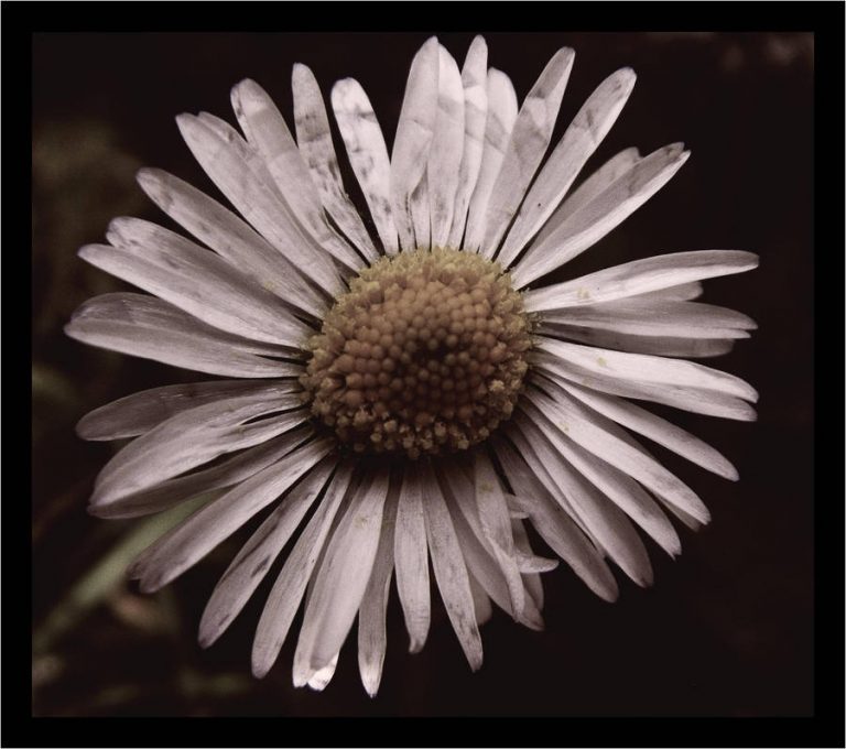 Pic.Source: "It's a Daisy" by daisyt-g @deviantart.com